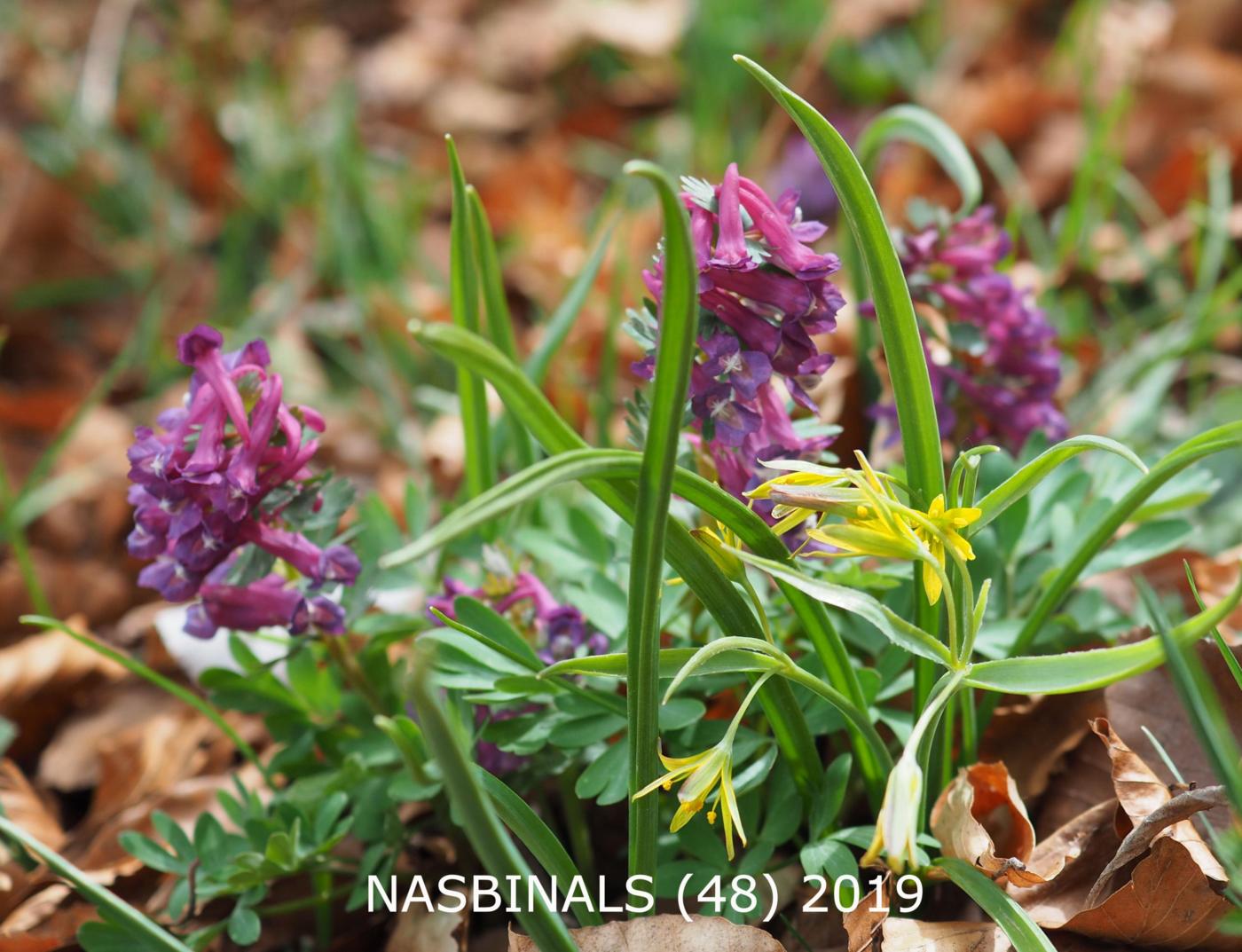 Corydalis, Bulbous flower